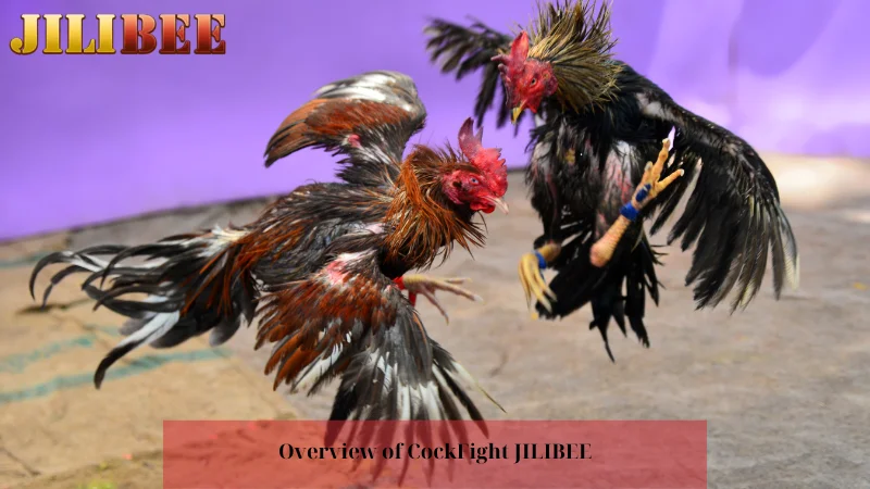 49jili casino where can i get a free football bet